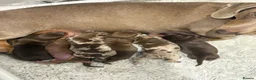 Dachshund dogs for sale: Beautiful littler of dachshund puppies  - Advert 1