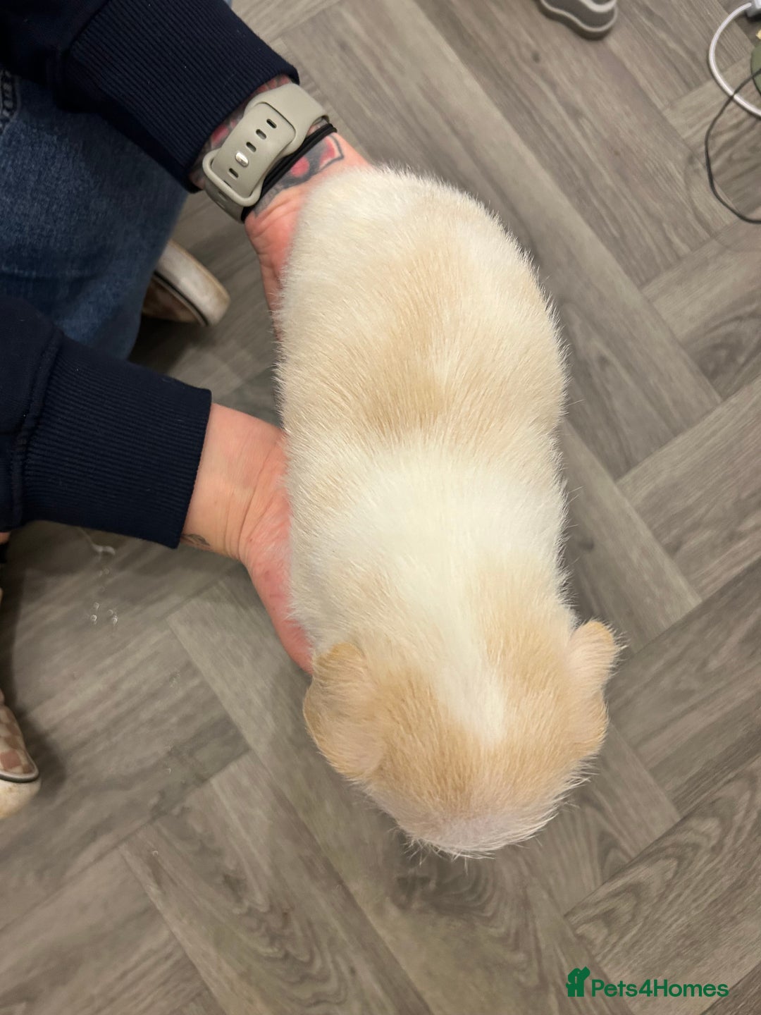 Jack Russell dogs for sale: Beautiful Jack Russell Pups 1 boy/ 1 girl  - Image 10