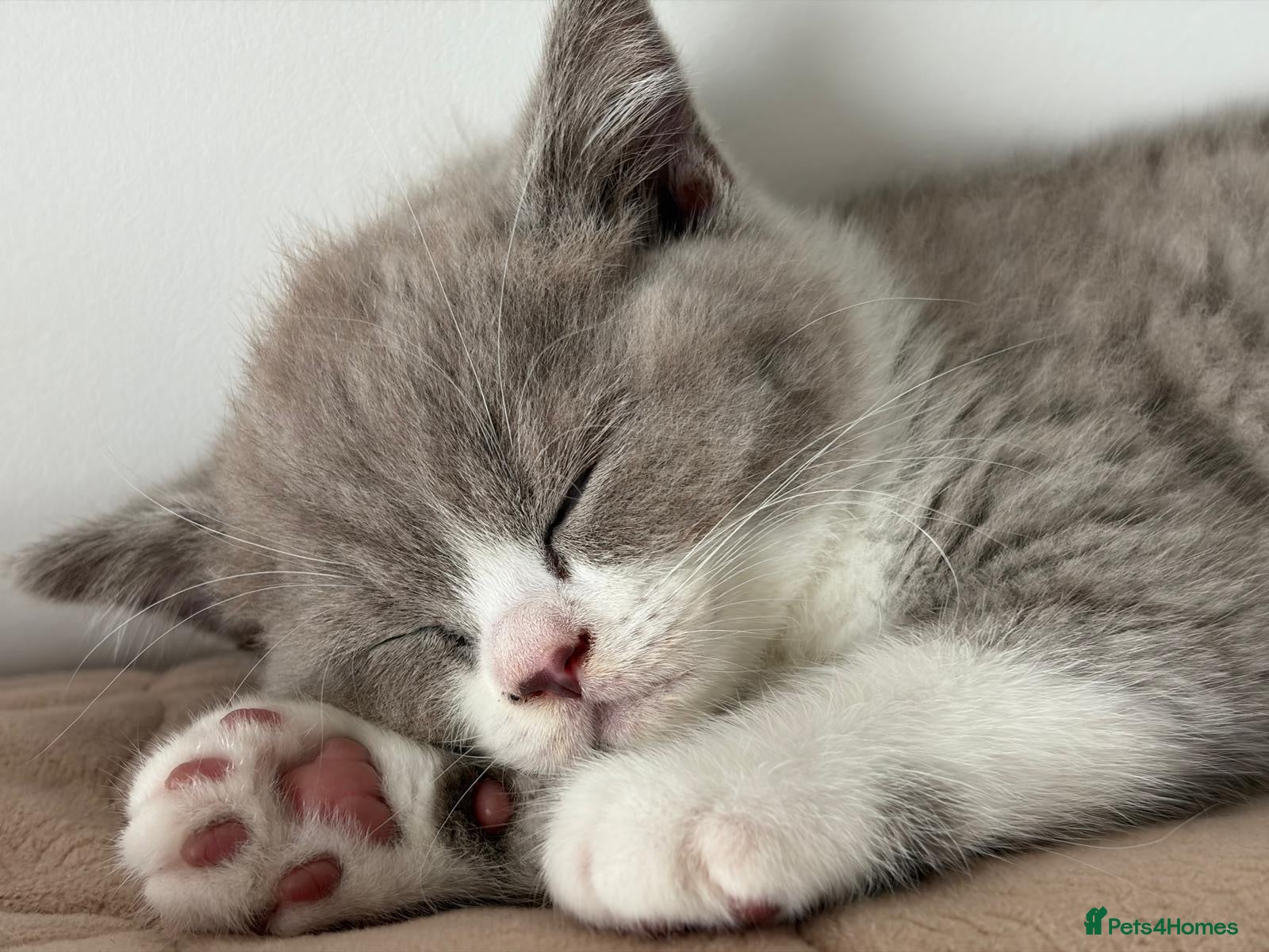 British Shorthair cats British Shorthair GCCF  - Advert 2