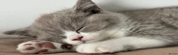 British Shorthair cats for sale: Last 2 boys BSH GCCF  - Advert 11