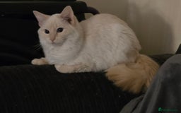 Ragdoll cats for sale: Nala my flame point ragdoll  - Advert 3