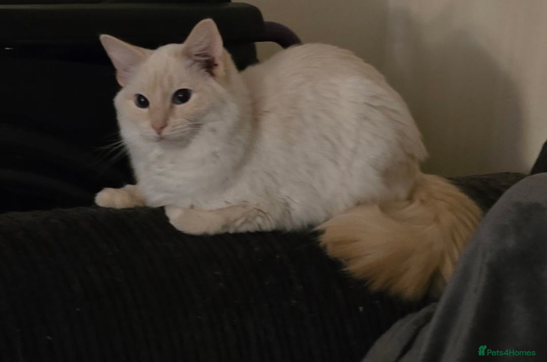 Ragdoll cats for sale: Nala my flame point ragdoll  - Advert 3