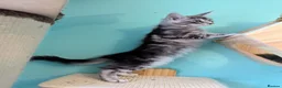 Maine Coon cats for sale: Pedigreed Maine Coon kittens - Advert 3