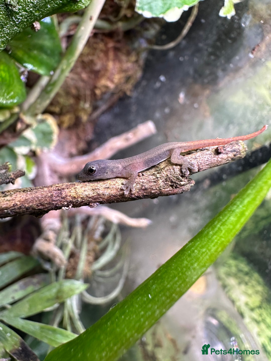 Gecko reptiles for sale: Cameroon Dwarf Geckos & Enclosure  - Advert 3
