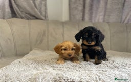 Cockapoo dogs for sale: Beautiful F1 cockapoos ready now  - Image 26