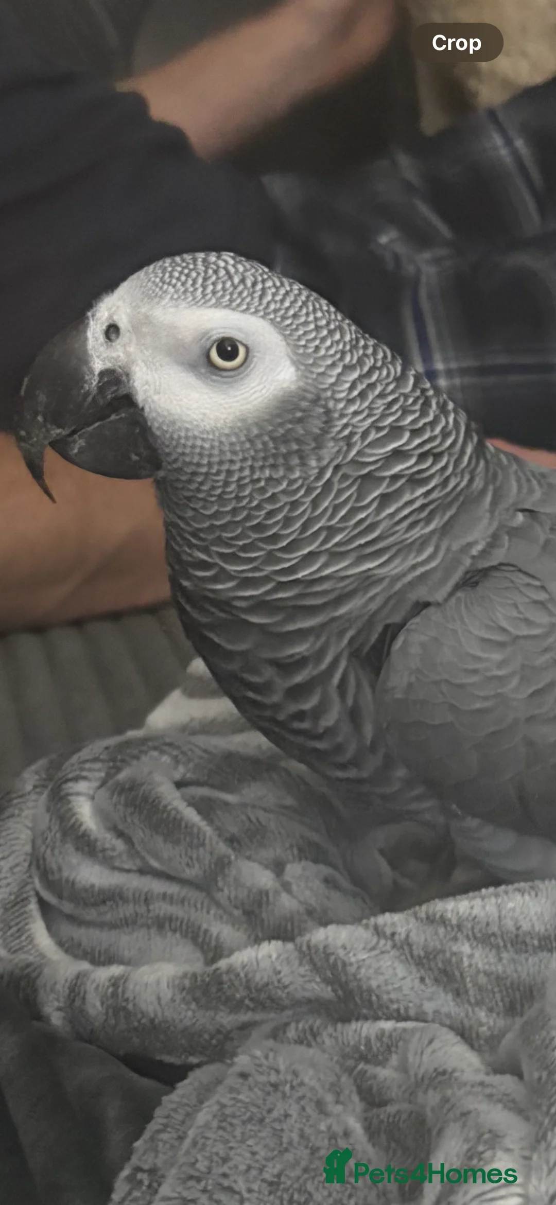 Parrots birds for sale: African Grey Parrot – Exceptional Talker  - Advert 3