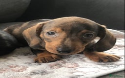 Miniature Dachshund dogs for sale: Stunning coloured dapple dachshund - Image 6