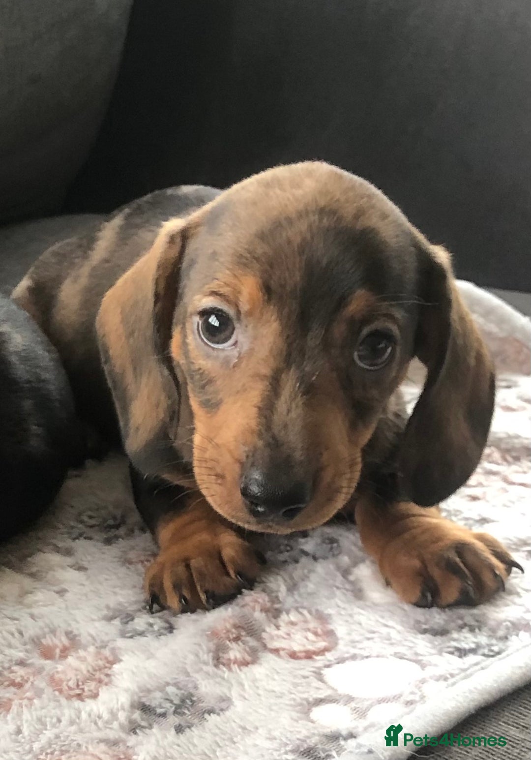 Miniature Dachshund dogs for sale: Stunning coloured dapple dachshund - Image 6