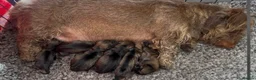 Dachshund dogs for sale: Wire- haired dacshund puppies  - Advert 14