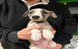 Whippet dogs for sale: Whiptaridge Whippet boys  - Advert 5