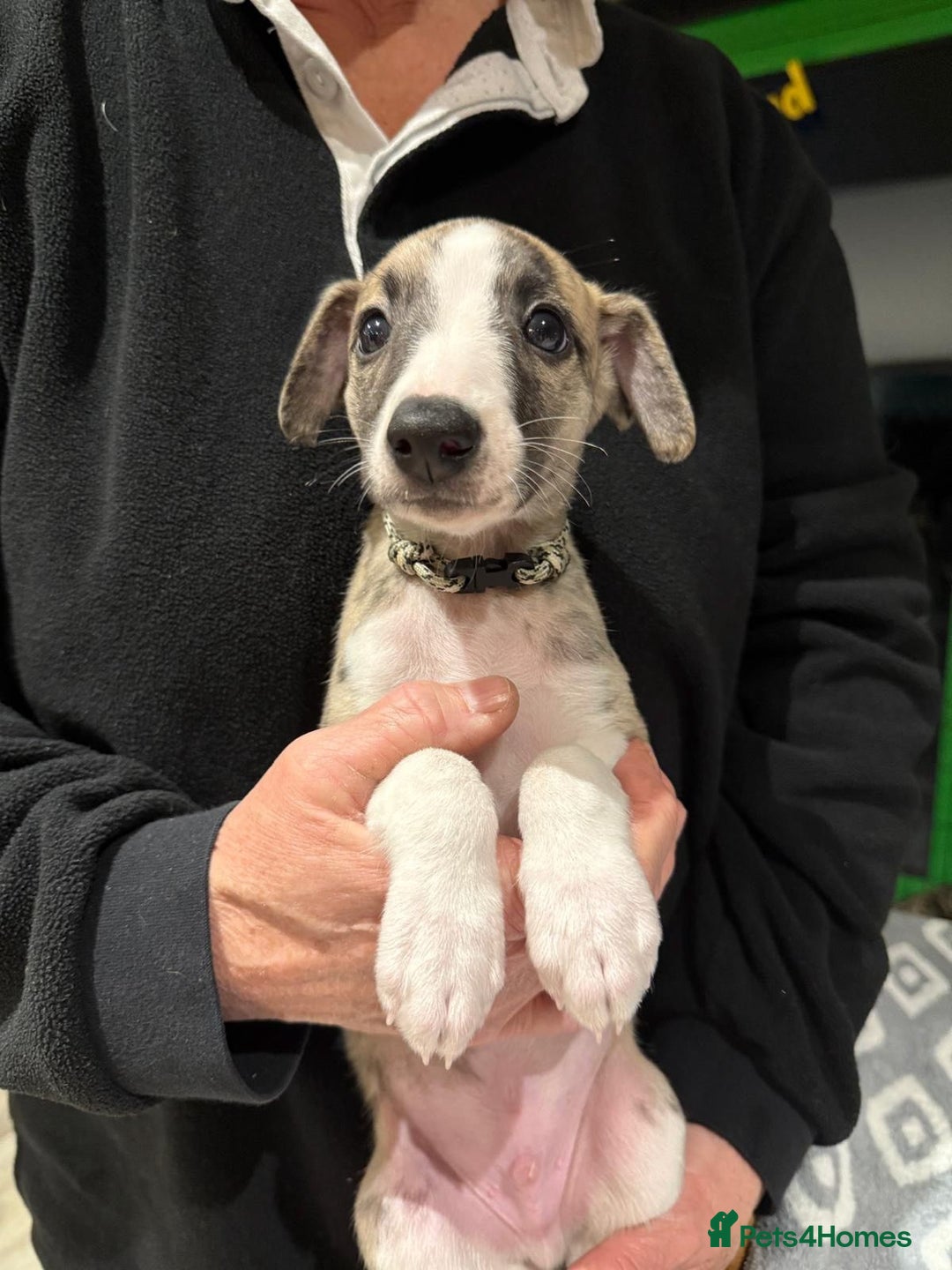 Whippet dogs for sale: Whiptaridge Whippet boys  - Advert 5