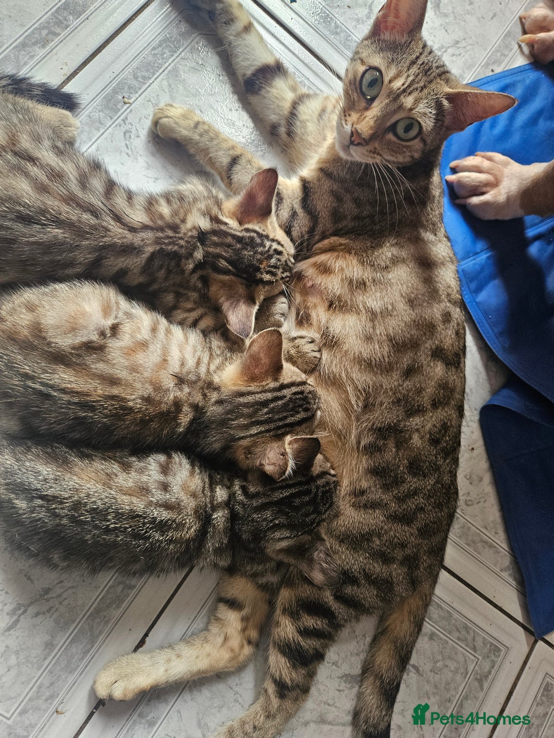 Mixed Breed cats for sale: Bengal cross kittens. 4 left!!! - Image 31