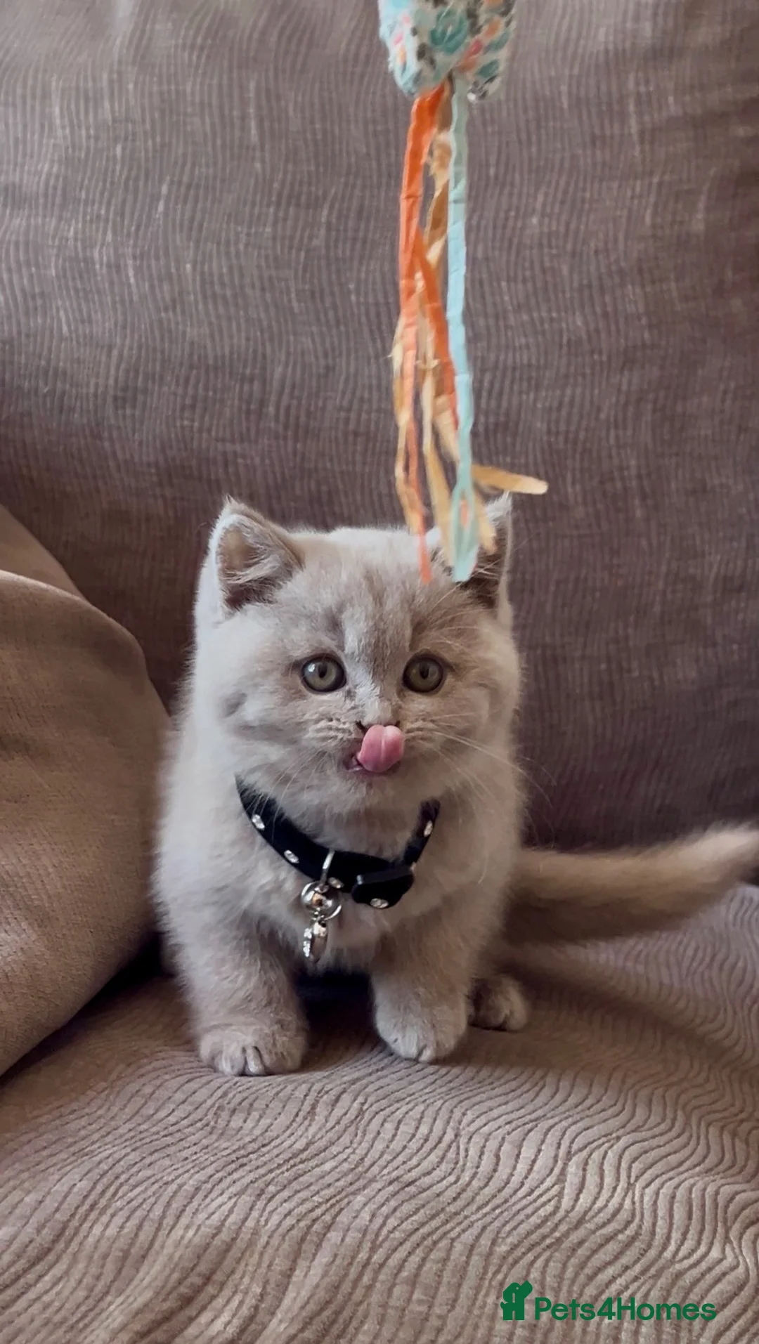 British Shorthair cats for sale: BSH Lailac - 7 more months old ready to rehome - Advert 1