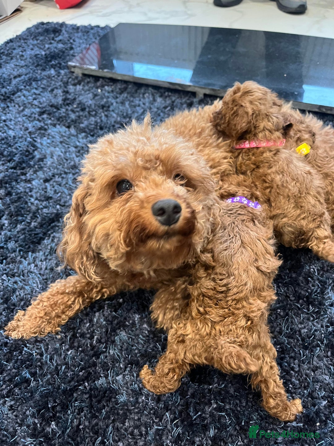 Miniature Poodle dogs for sale: FOX Red Miniature Poodles!!! 400 Health Tests!! - Advert 13