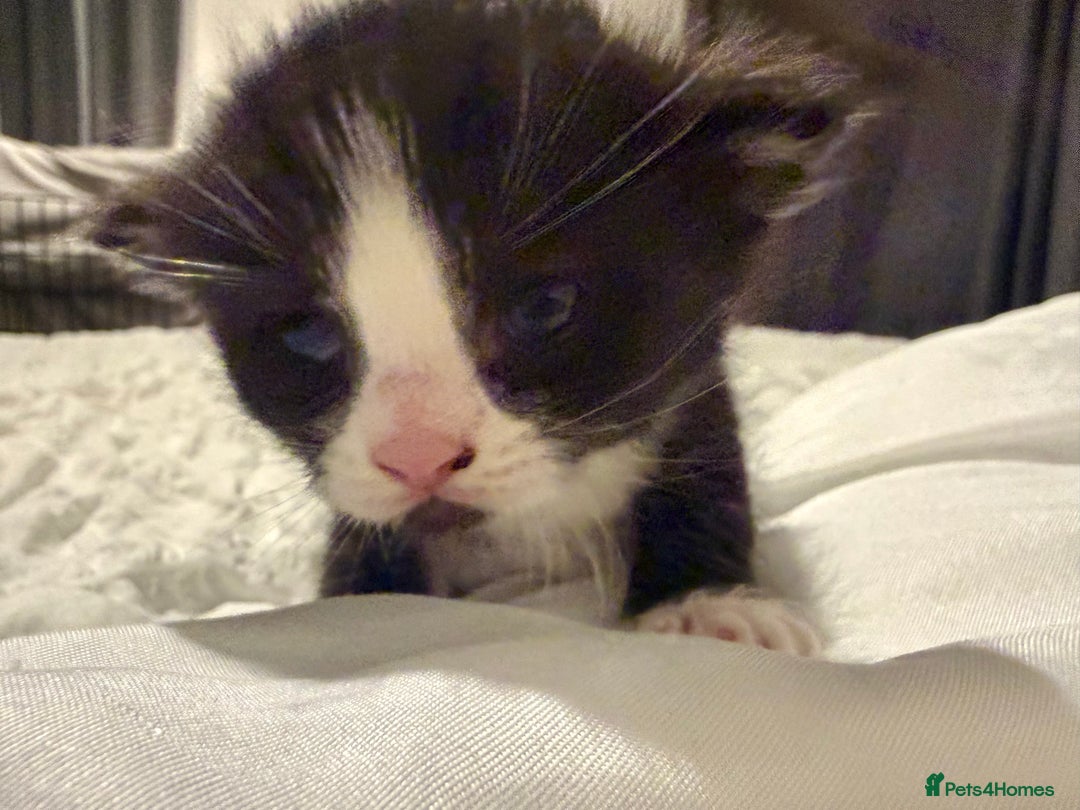 Mixed Breed cats for sale: Stunning Turkish Angora/ domesticShorthairKittens  - Advert 4