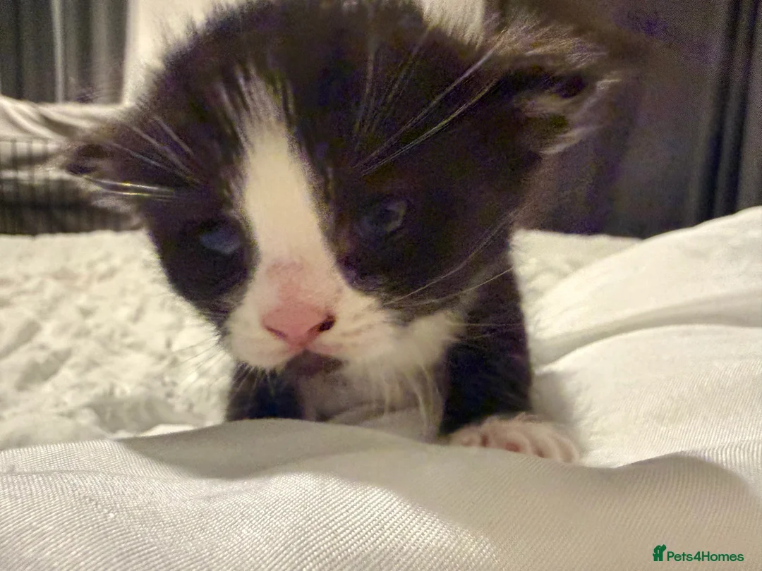 Mixed Breed cats for sale: Stunning Turkish Angora/ domesticShorthairKittens  - Advert 9