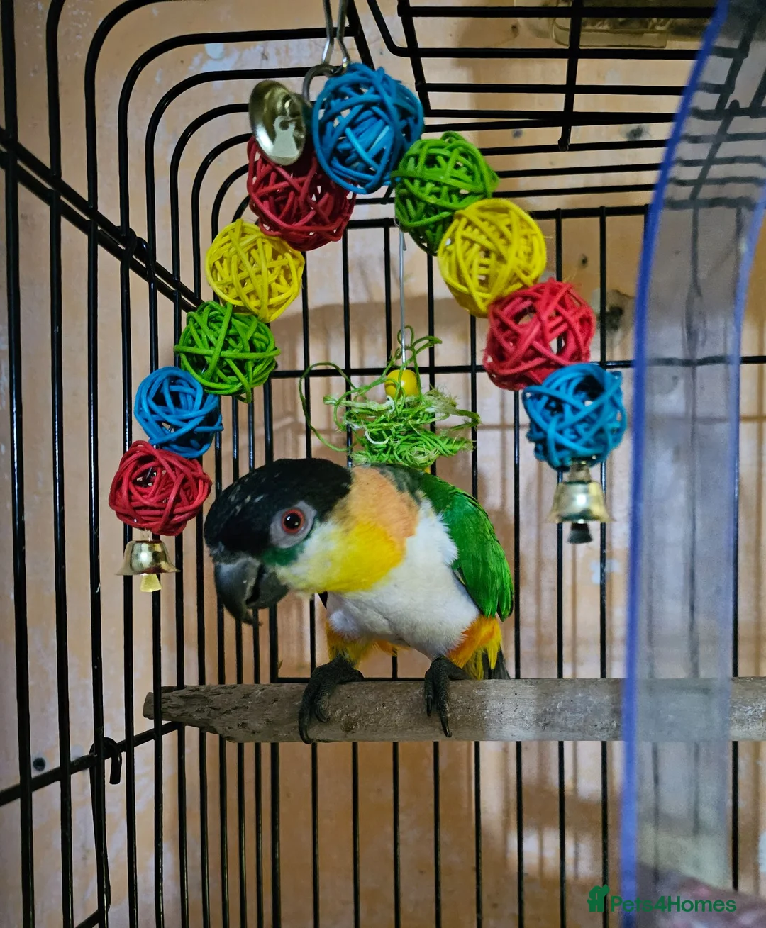 Parrots birds for sale: Gorgeous Black headed Caique  - Advert 1