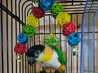 Parrots birds Gorgeous Black headed Caique - Advert 18