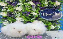 Lionhead rabbits for sale: Purebred lionhead babies available now  in Gloucester - Image 5