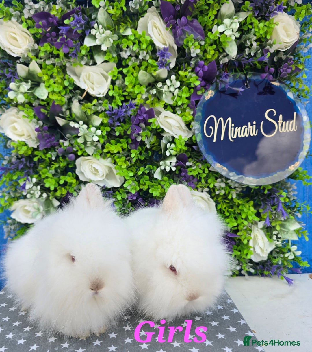 Lionhead rabbits for sale: Purebred lionhead babies available now  in Gloucester - Image 5