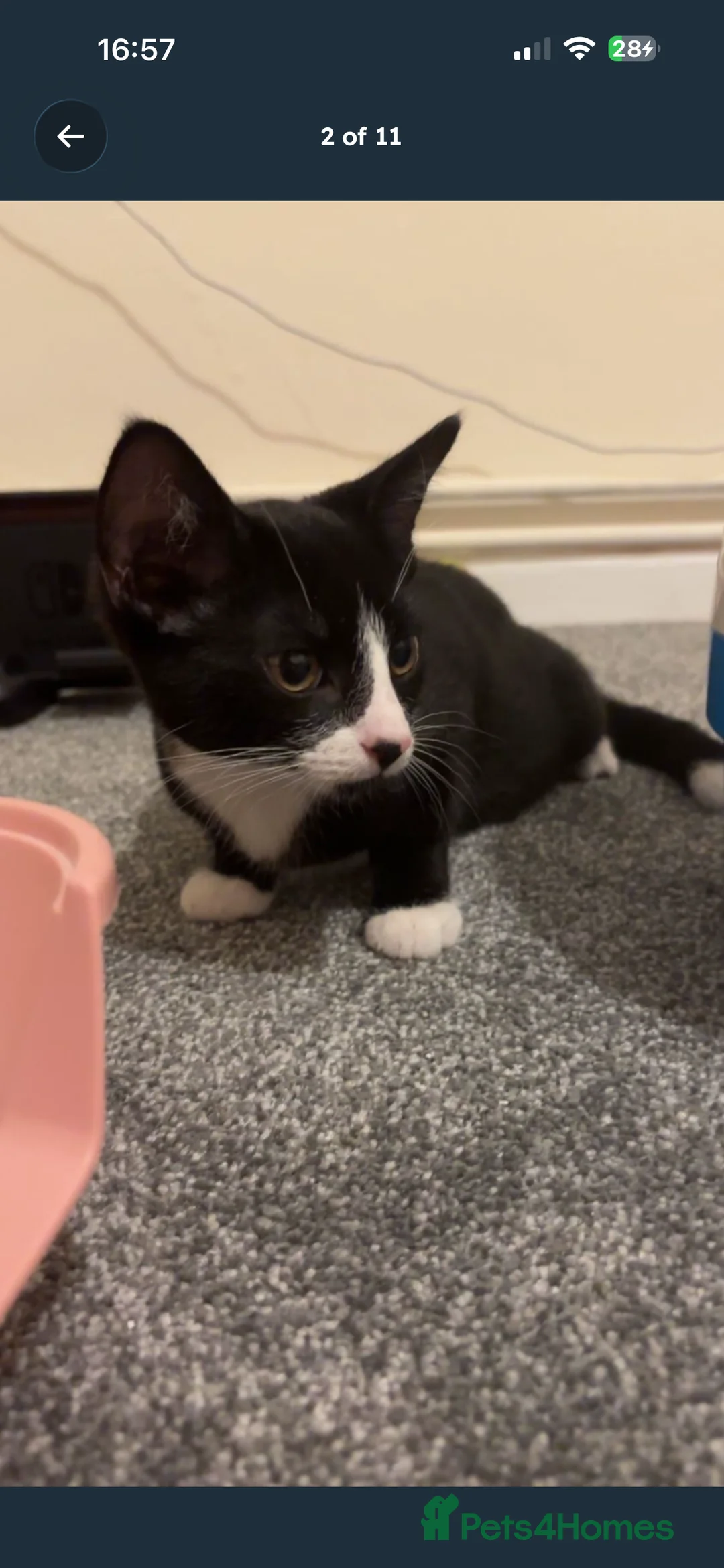 American Shorthair cats for sale: Black and white cat  in Harleston - Advert 2