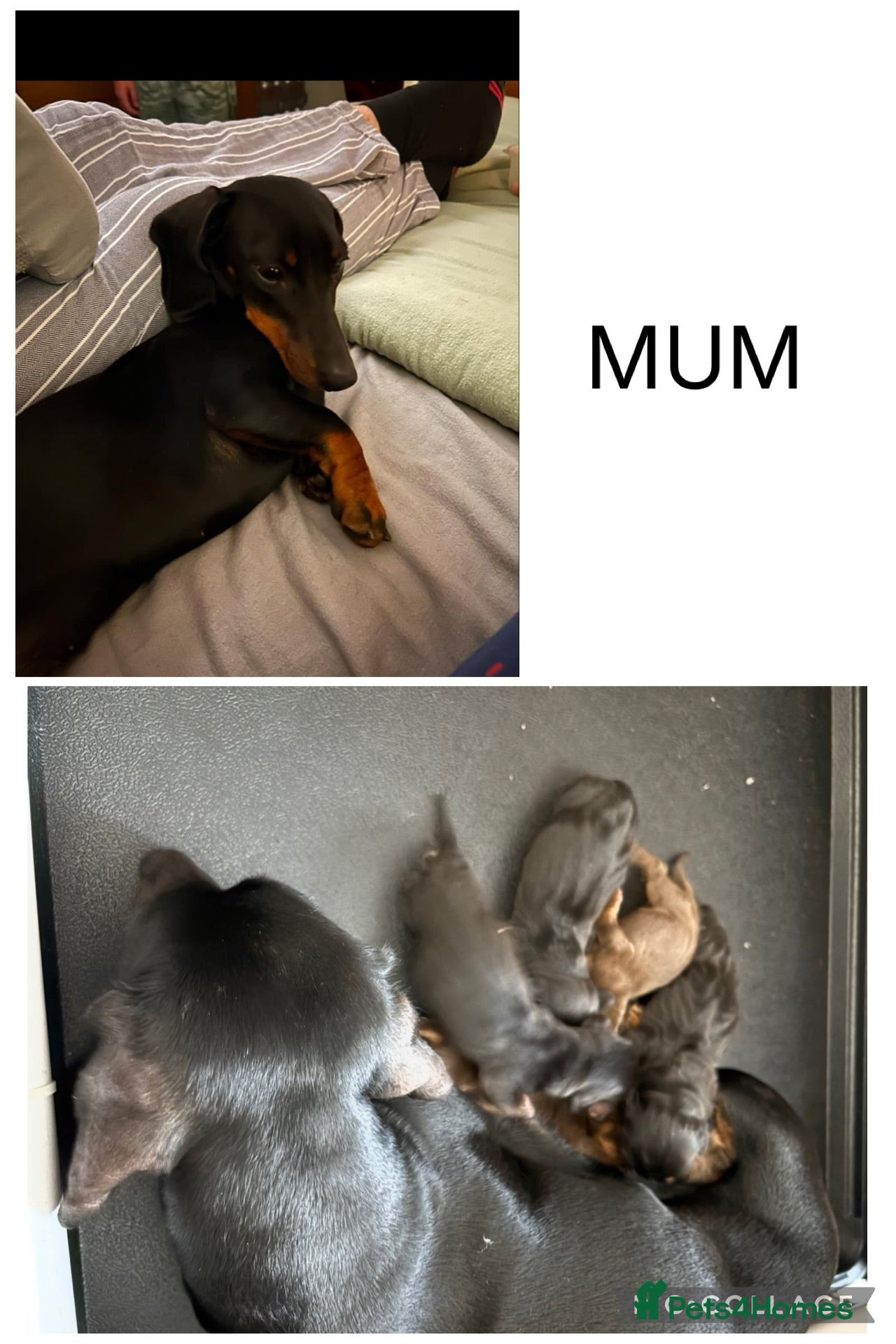 Miniature Dachshund dogs Miniature Dachshund puppies - Advert 6