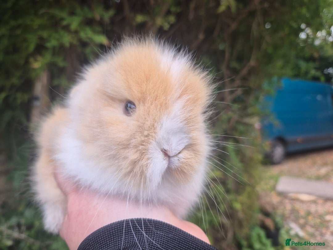 Angora rabbits for sale: Teddydwerg babies 💓💙 - Image 3