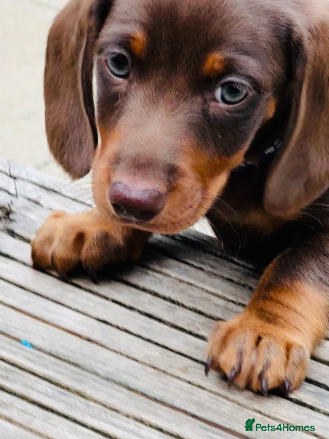 Miniature Dachshund dogs for sale: READY NOW Stunning miniature dachshund pups in Mirfield - Image 16