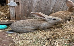 Continental Giant rabbits for sale: Very lovely rabbit  - Image 8