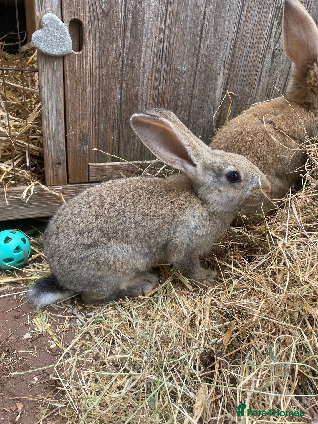 Continental Giant rabbits for sale: Very lovely rabbit  - Image 8
