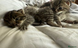 Mixed Breed cats for sale: Siberian x British Shorthair Kittens 💞 - Image 12