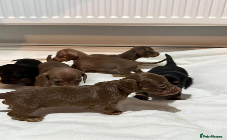 Dachshund dogs - Advert 1