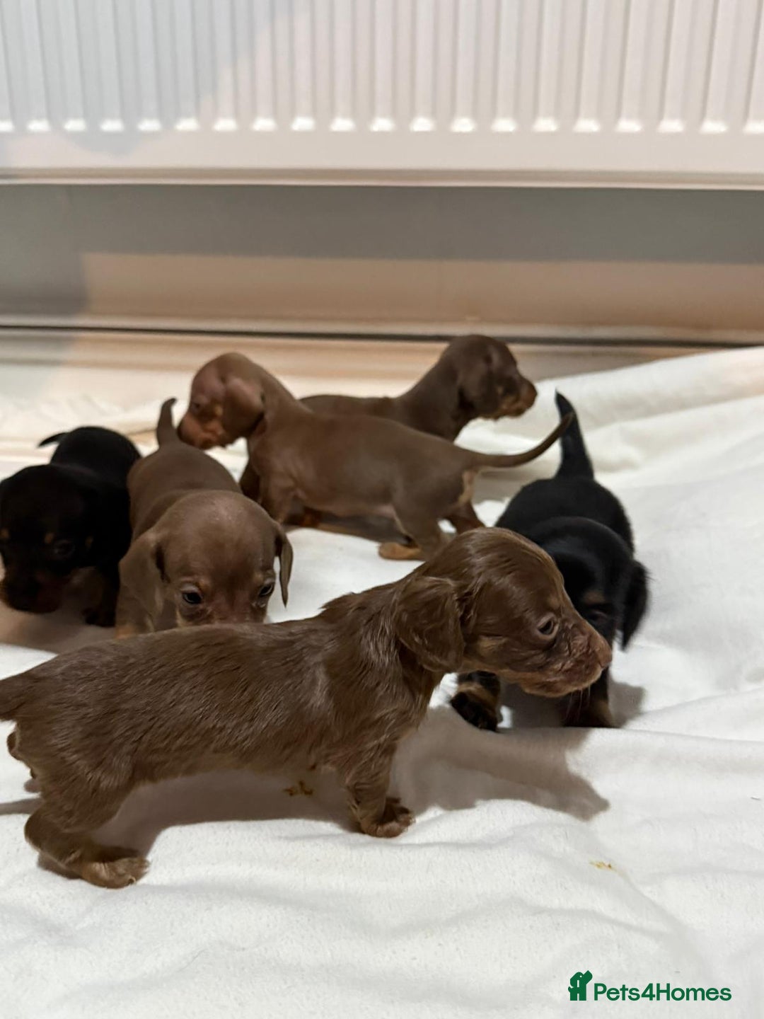 Dachshund dogs for sale: Stunning litter of minature dachshund puppies  - Image 1