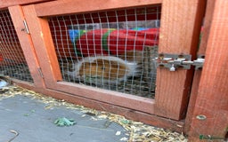 Guinea Pig rodents for sale: 2 male guinea pigs with hutch - Image 2