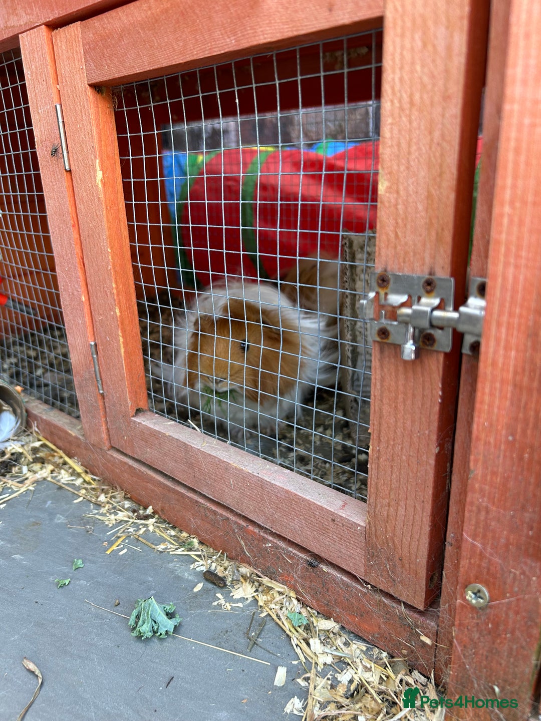 Guinea Pig rodents for sale: 2 male guinea pigs with hutch - Image 2