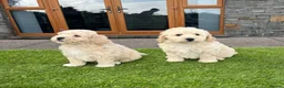 Poochon dogs for sale: Poochon Puppies - Advert 25