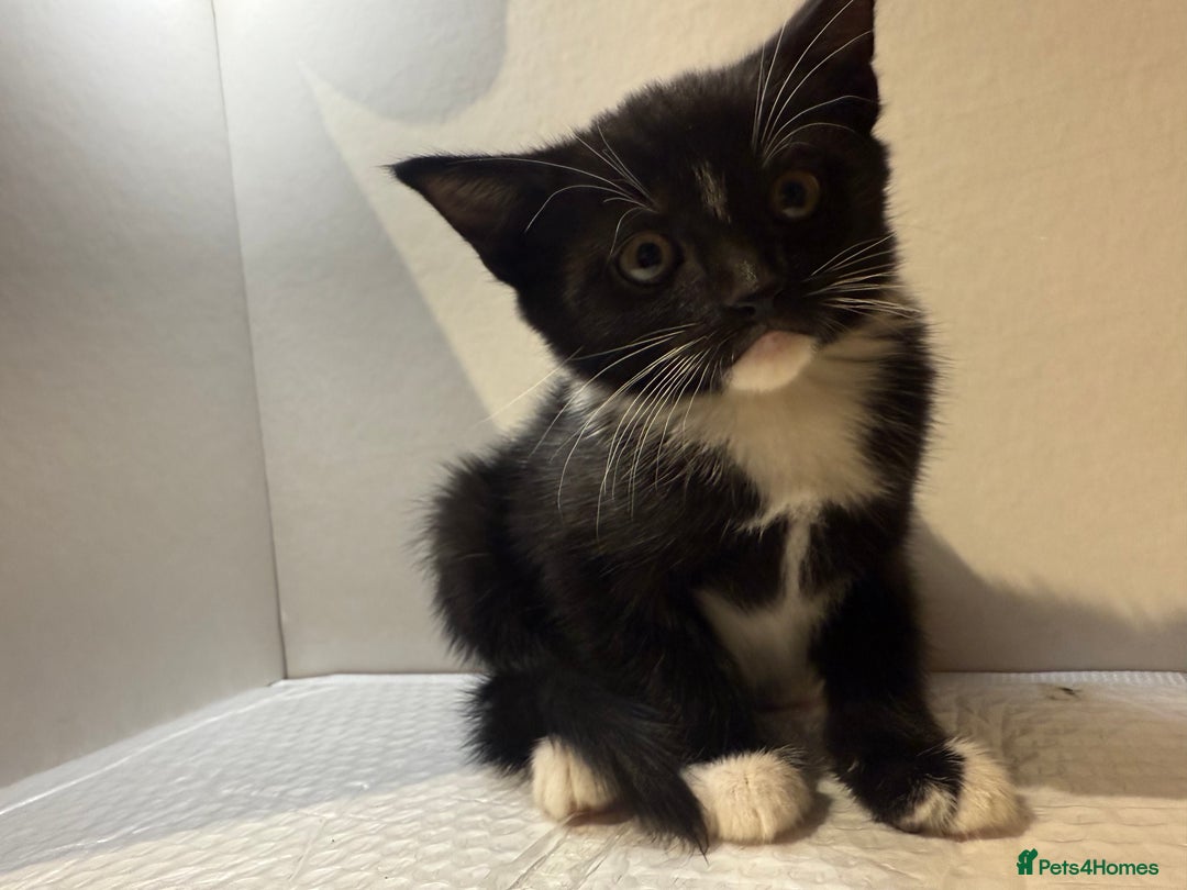 Korat cats for sale: Cute playful kittens ready for their new home 🖤🤍 - Advert 28