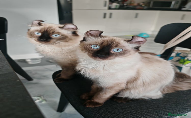 American Curl cats - Advert 1