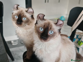 American Curl cats Two very rare and wonderful kittens for sale - Advert 3