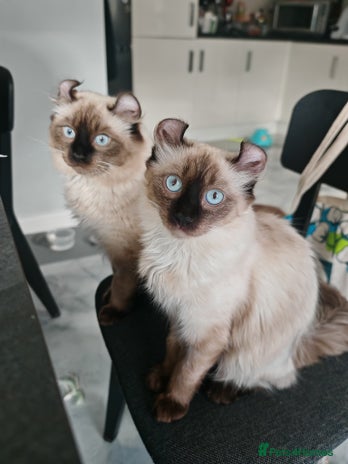 American Curl cats - Advert 1