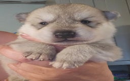 Northern Inuit dogs for sale: Tamaskan Puppies - Image 1