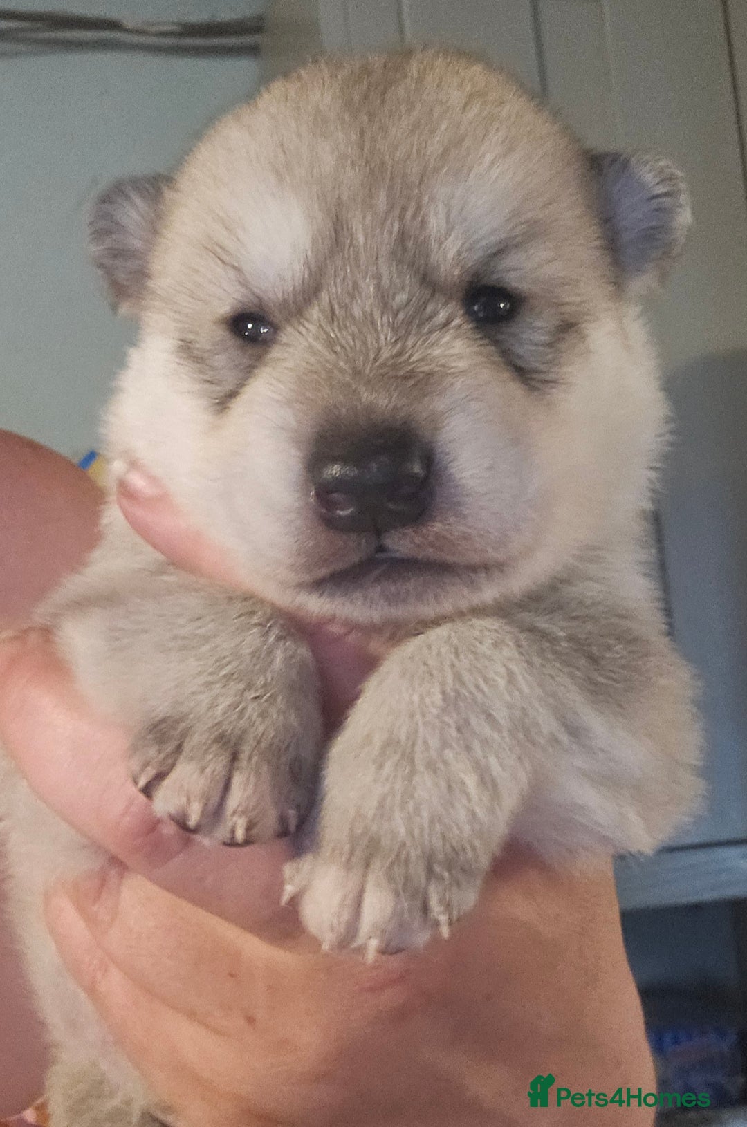 Northern Inuit dogs for sale: Tamaskan Puppies - Image 1