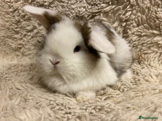Mini Lop rabbits Mini lop - Advert 18