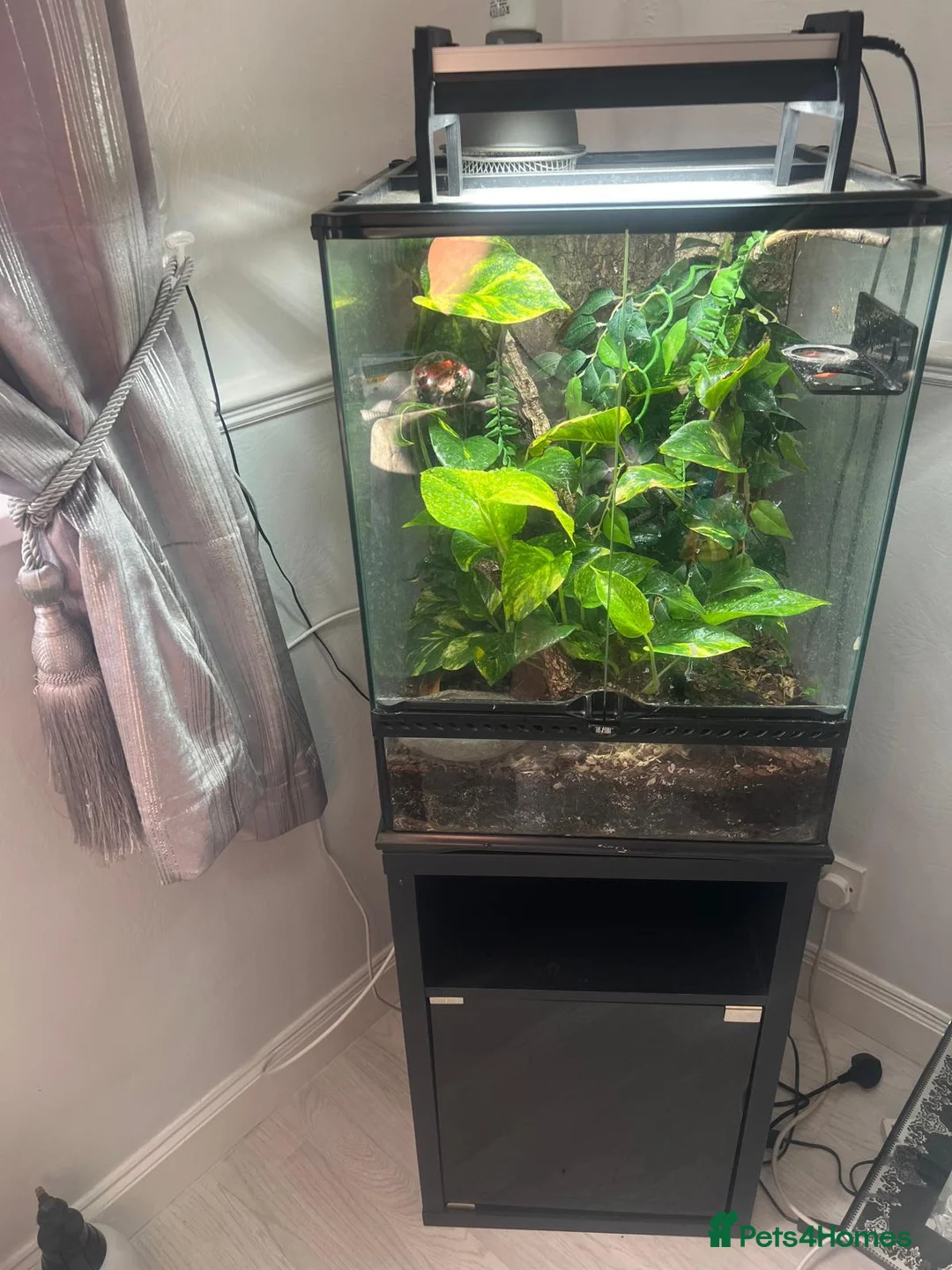Gecko reptiles for sale: Creasted gecko male  - Advert 4