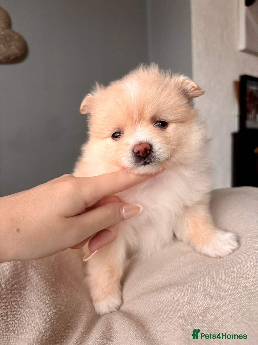 Pomeranian dogs for sale: 4 Beautiful puppies for Sale!!1 Boy and 3 Girls  - Image 7