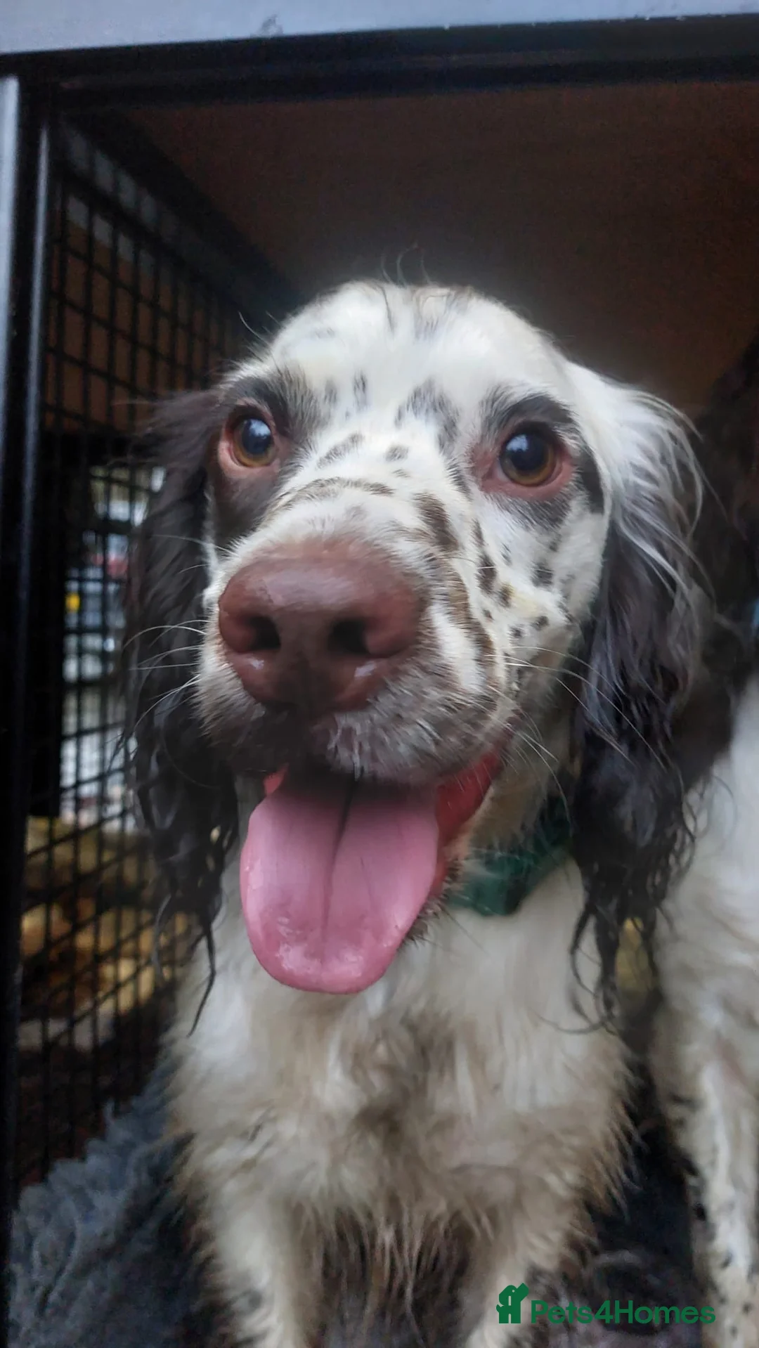 Sprocker dogs for sale: Murphy - Advert 2