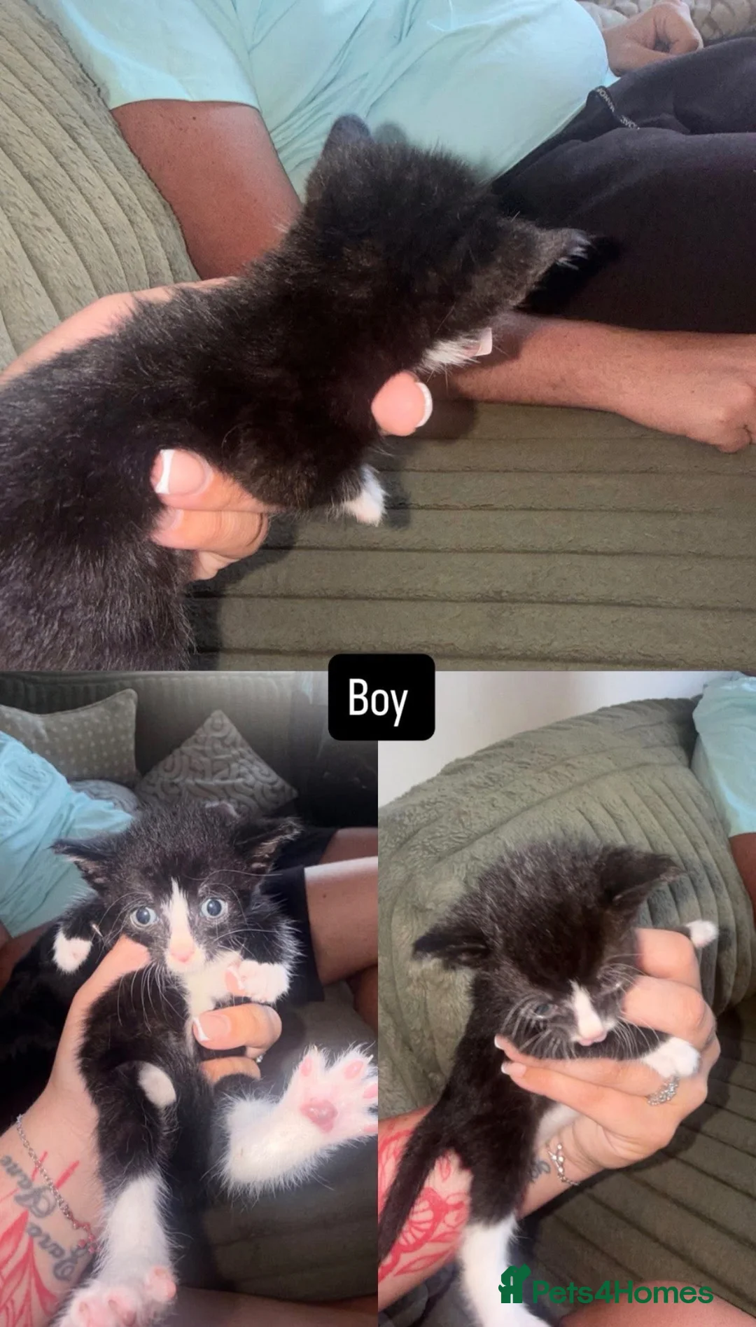 Mixed Breed cats for sale: Beautiful black & white kittens - Advert 4