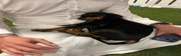 Dobermann dogs for sale: Dobermann Puppies in Colchester - Advert 4