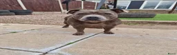 Staffordshire Bull Terrier dogs for sale: Blue Staffordshire - Advert 4