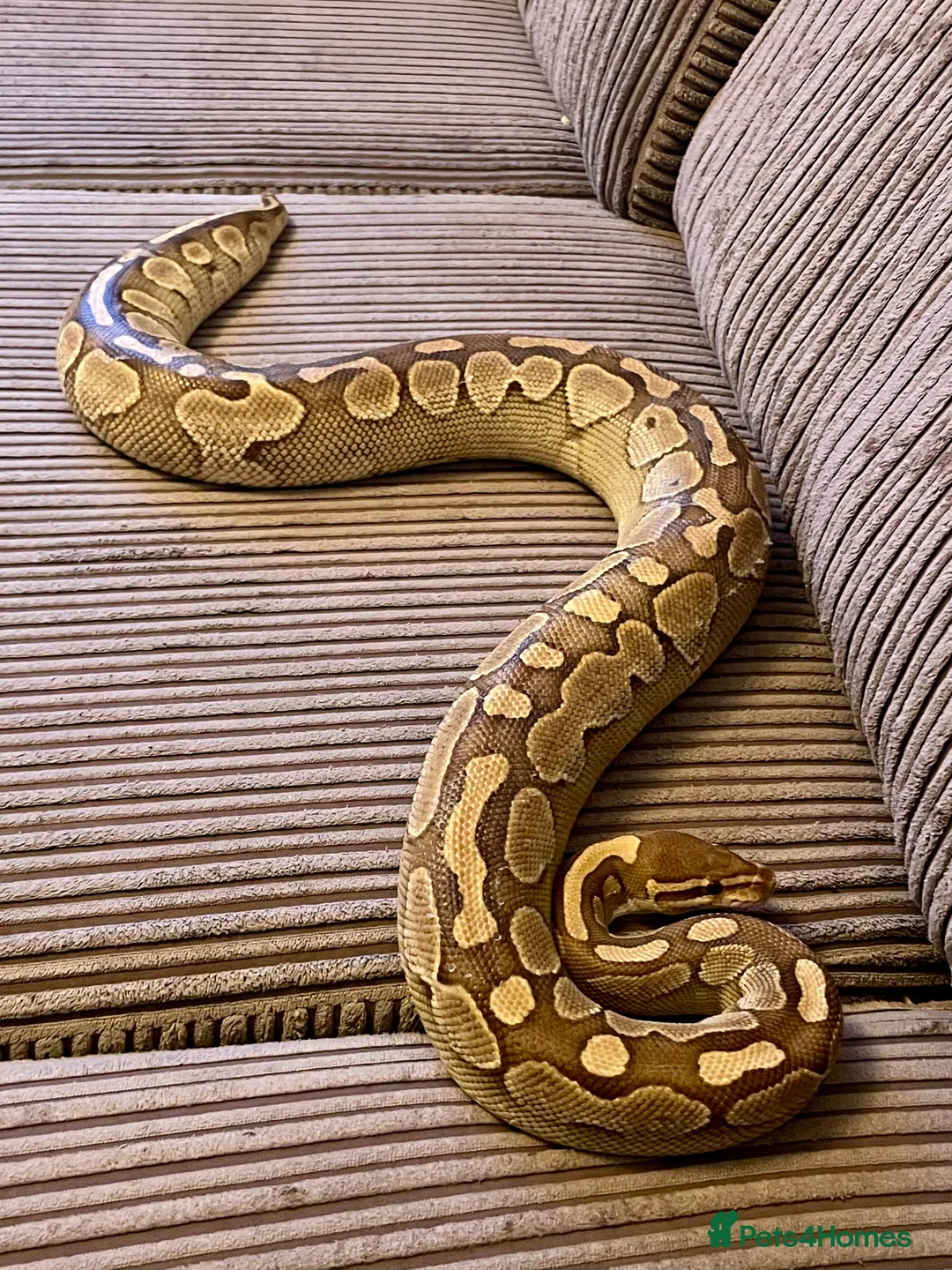 Python Snake reptiles for sale: Royal Python Collection Designer Morphs Females - Advert 1
